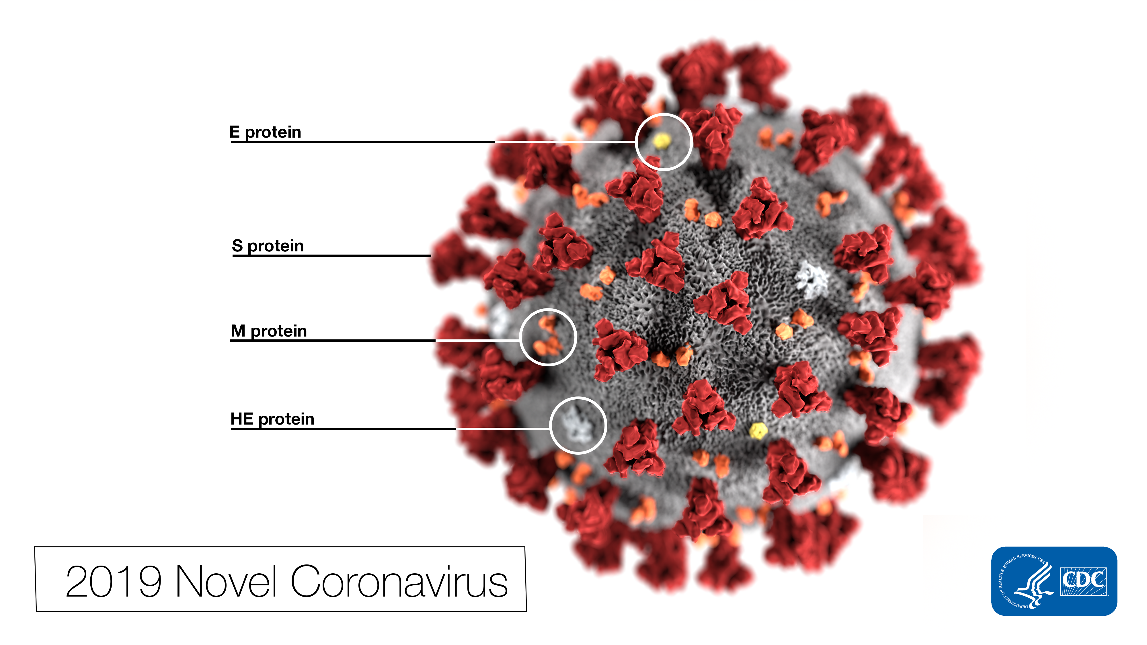 2019 Novel Coronavirus COVID-19 graphic from the CDC